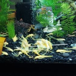 Cleaners For Aquariums 