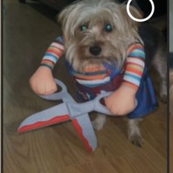 chucky costume  For Dog Size Médium 