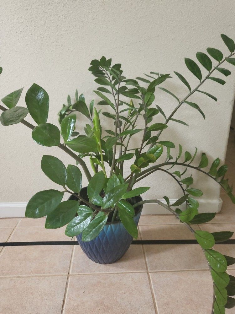 Large Mature Zz Plant