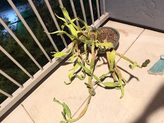 FREE Potted Cactus Plant in Ceramic Bowl