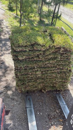 SOD SOD SOD