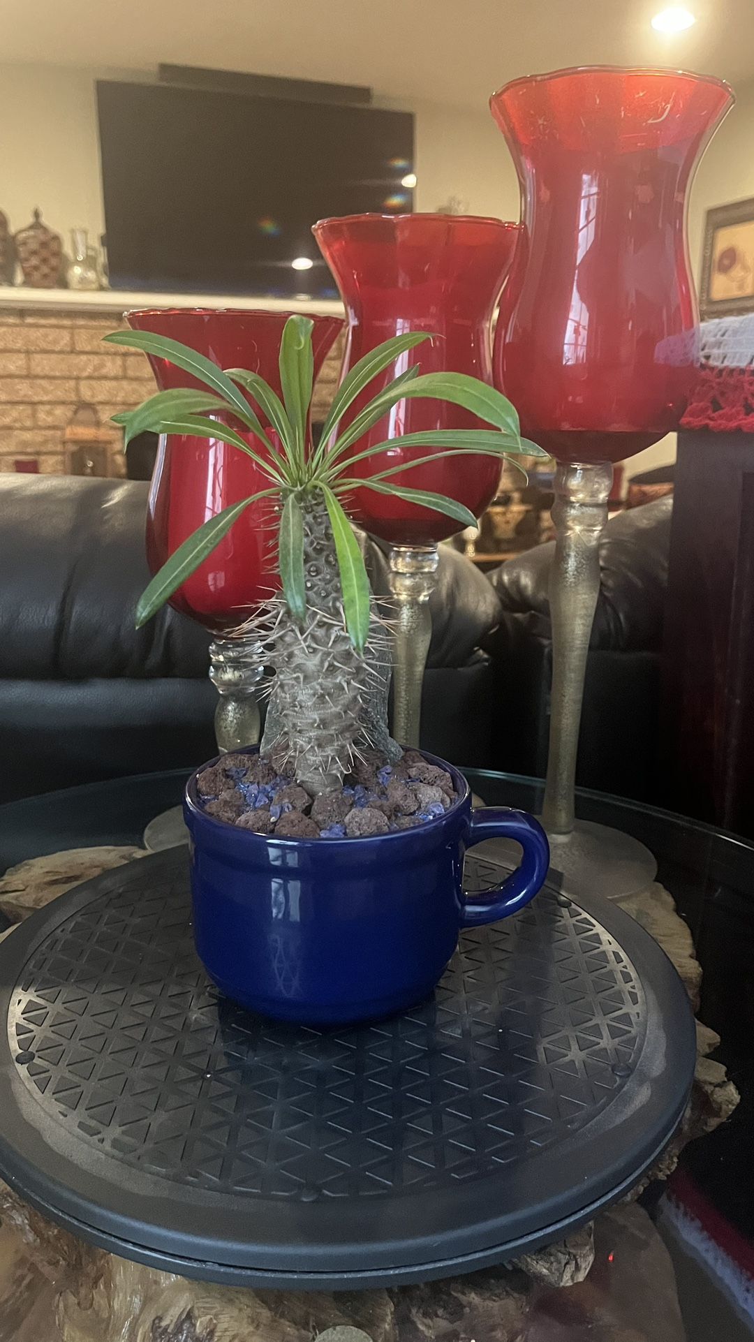 Very Healthy Madagascar Palm Tree In Cup