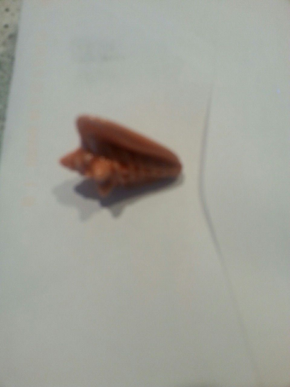 Wade conch shell pink / lt coral color