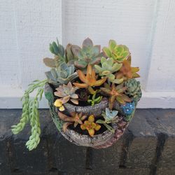 Succulents 