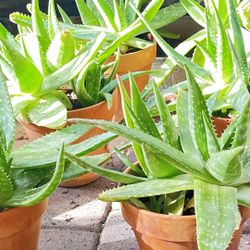 Aloe Plants For Sale in Pots