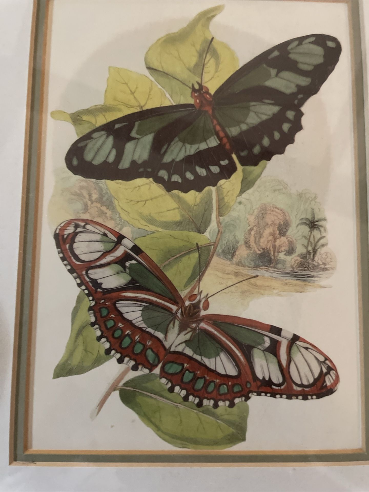 Framed Print Of Beautiful Butterflies