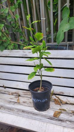 Small lemon tree 24 in
