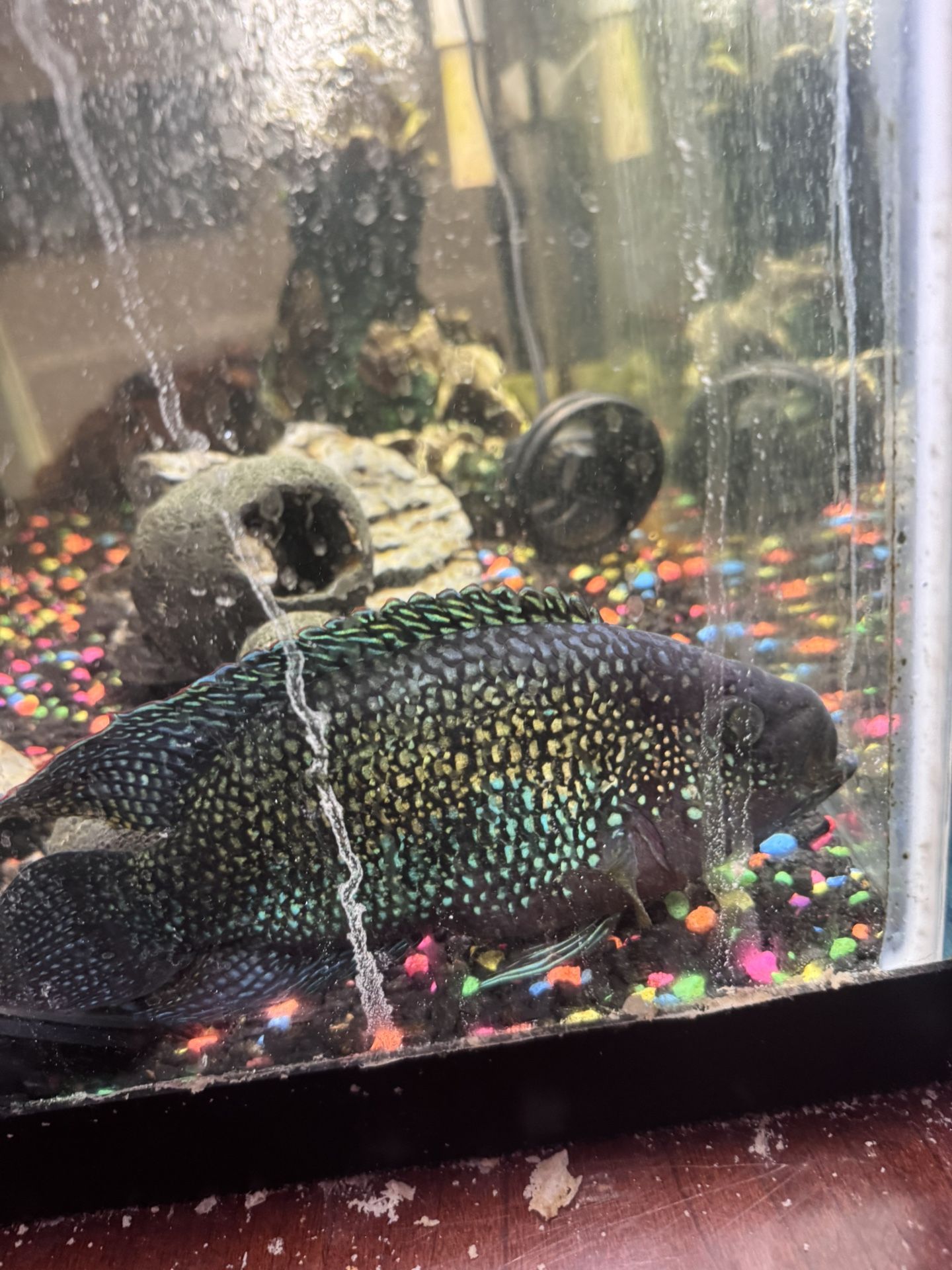 40 Gallon Fish Tank