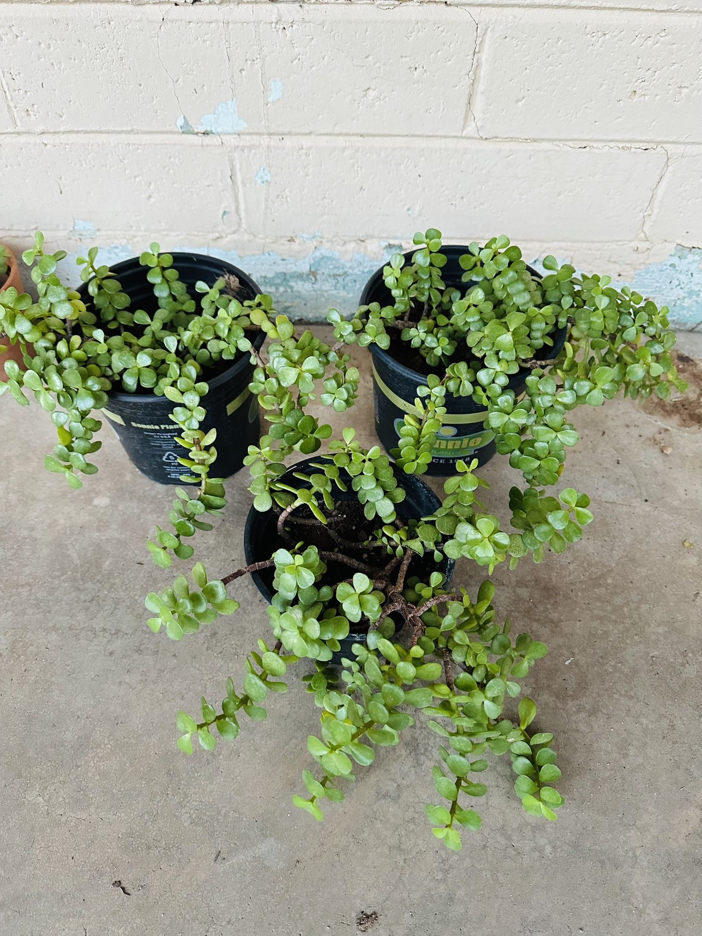ABUNDANCE PLANT JADE PLANT ELEFANT FOOD MILLONARIA HERMOSAS PLANTAS READY FOR TRASPLANTER
