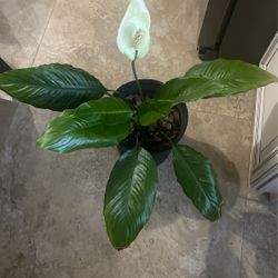 Plants For Sale 