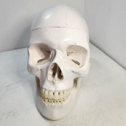 Human Skull Model Replica Life Sized Adult Head Medical Anatomical Jaw Opens