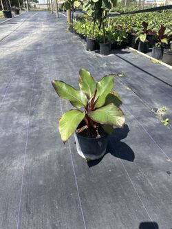 Banana Varieties  3gal