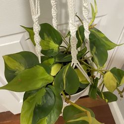Philodendron Brazil With Macrame
