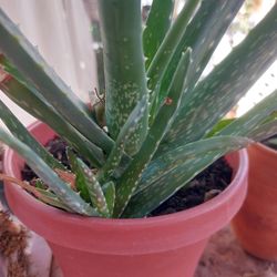 Medicinal Aloe Vera Plants  $5 Each 