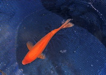 Koi