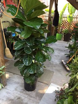 Indoor plant ficus lyrata
