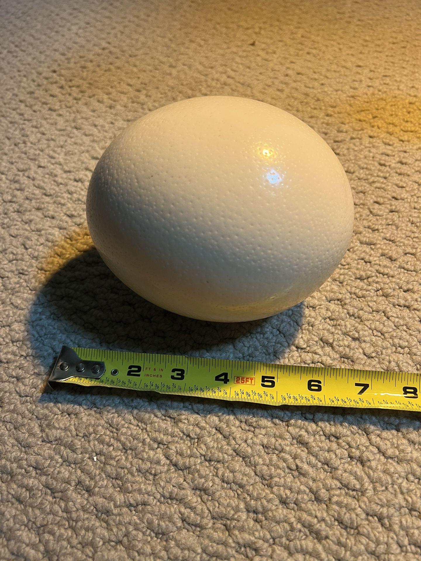 *Ostrich Eggs for Sale!**