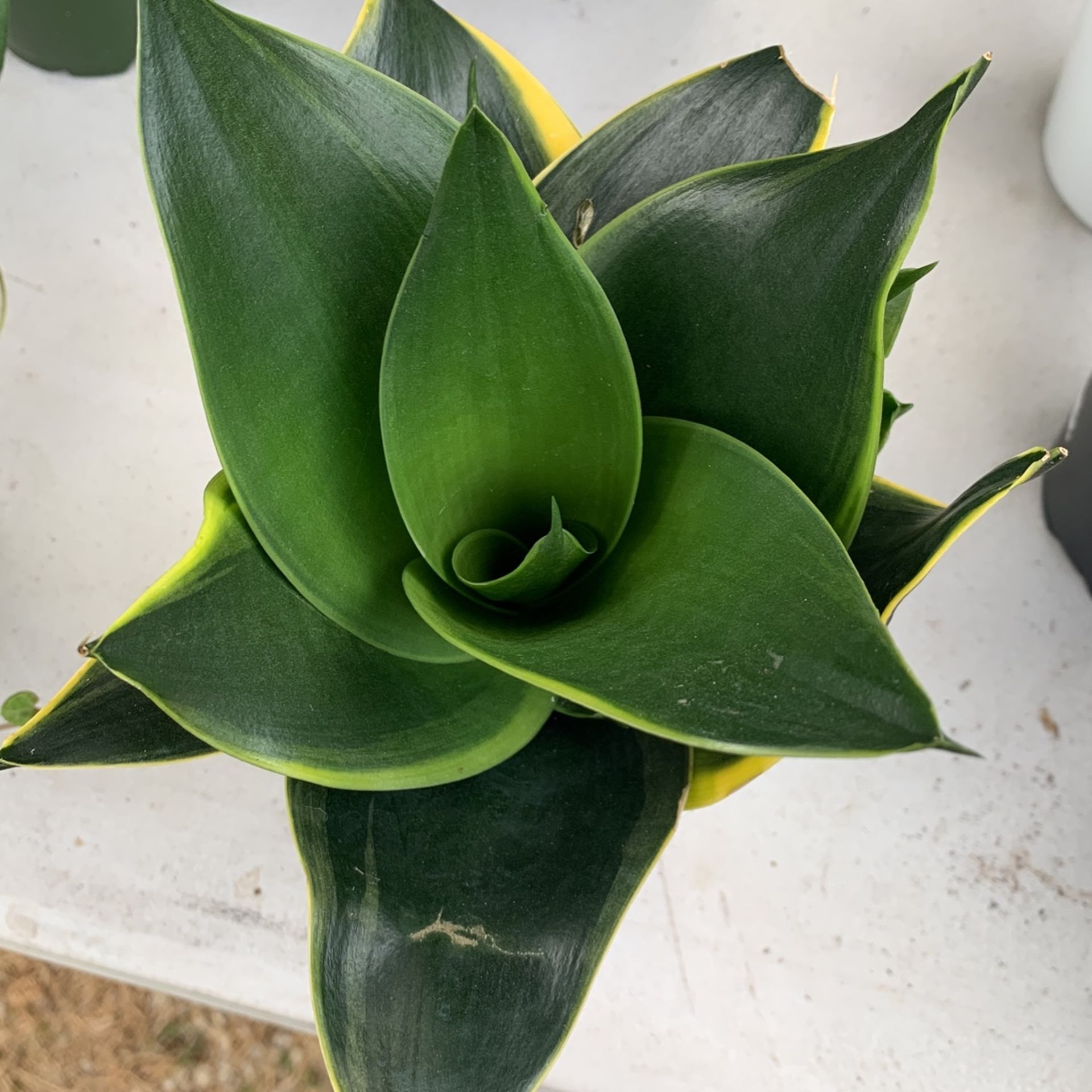 Sansiveria Birdsnest Snake Plant Low Light