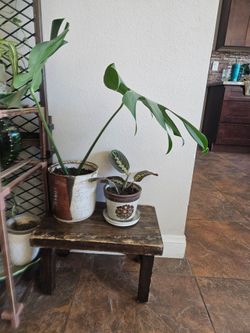 Houseplants
