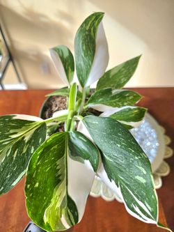 💚💎🤍Philodendron White Princess 👸🤍💚