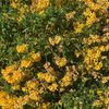 Desert bloom