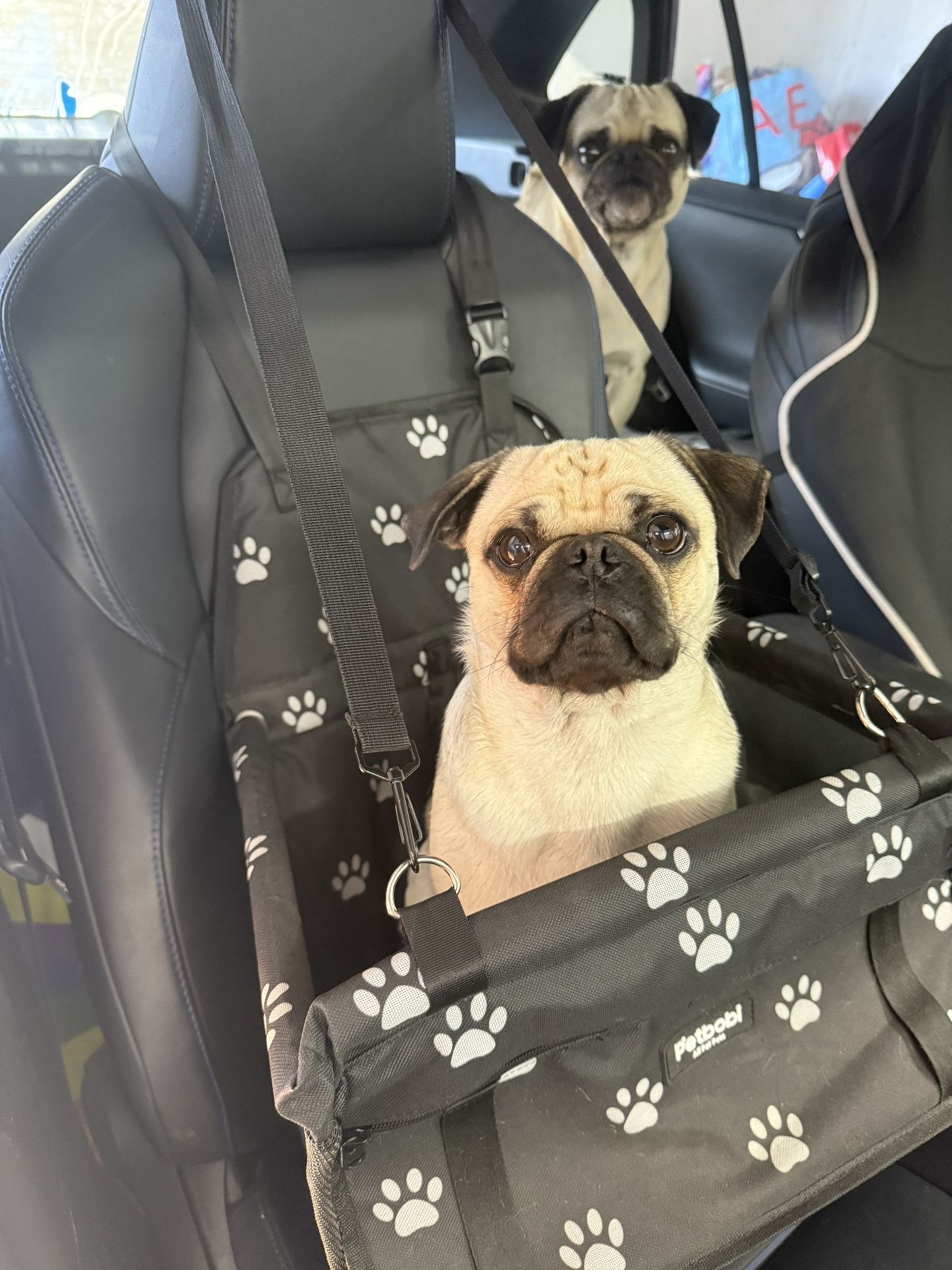 Dog Car Seat