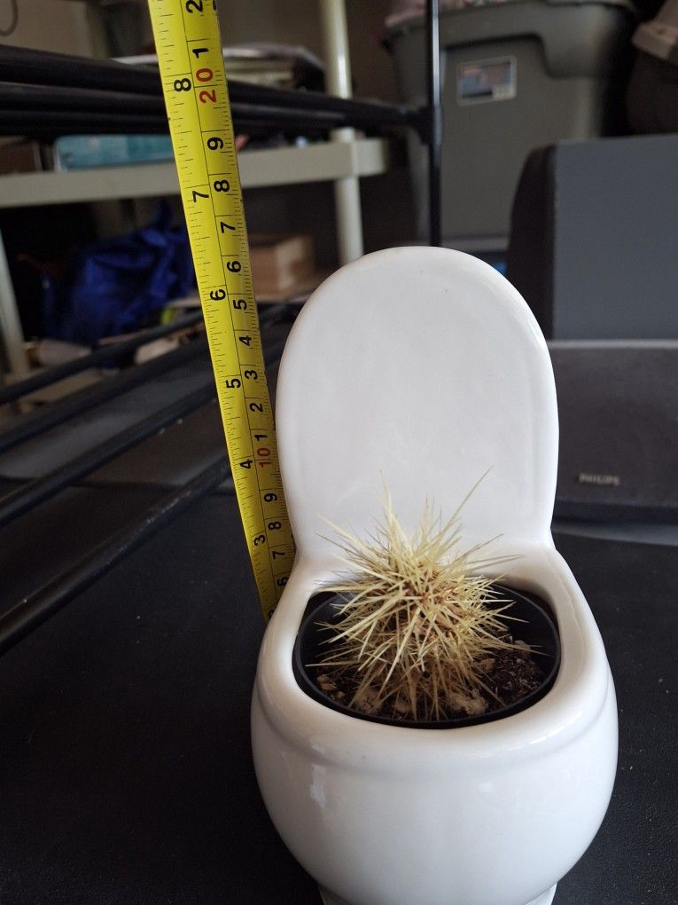 Bathroom Decor Porcelain Toilet Cactus Plant