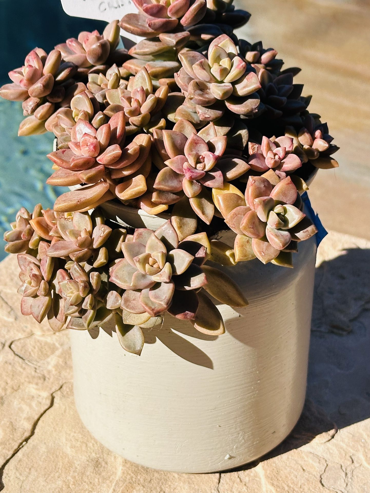 Beautiful Succulents 