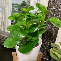 🍀 Peperomia’s known as friendship plants. In Brazil, it is viewed as an agent of Gud LUCK🍀 PLS READ DESCRIPTION 