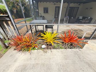 Tropical Bromeliad Landscaping Collection â€“ Bundle