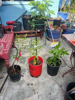 Variedad de plantas