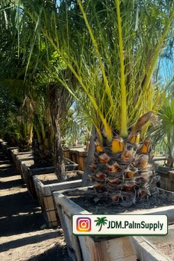 Canary Island Palm Tree