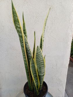 Snake Plant