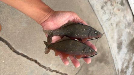 Yunique Baits Carps