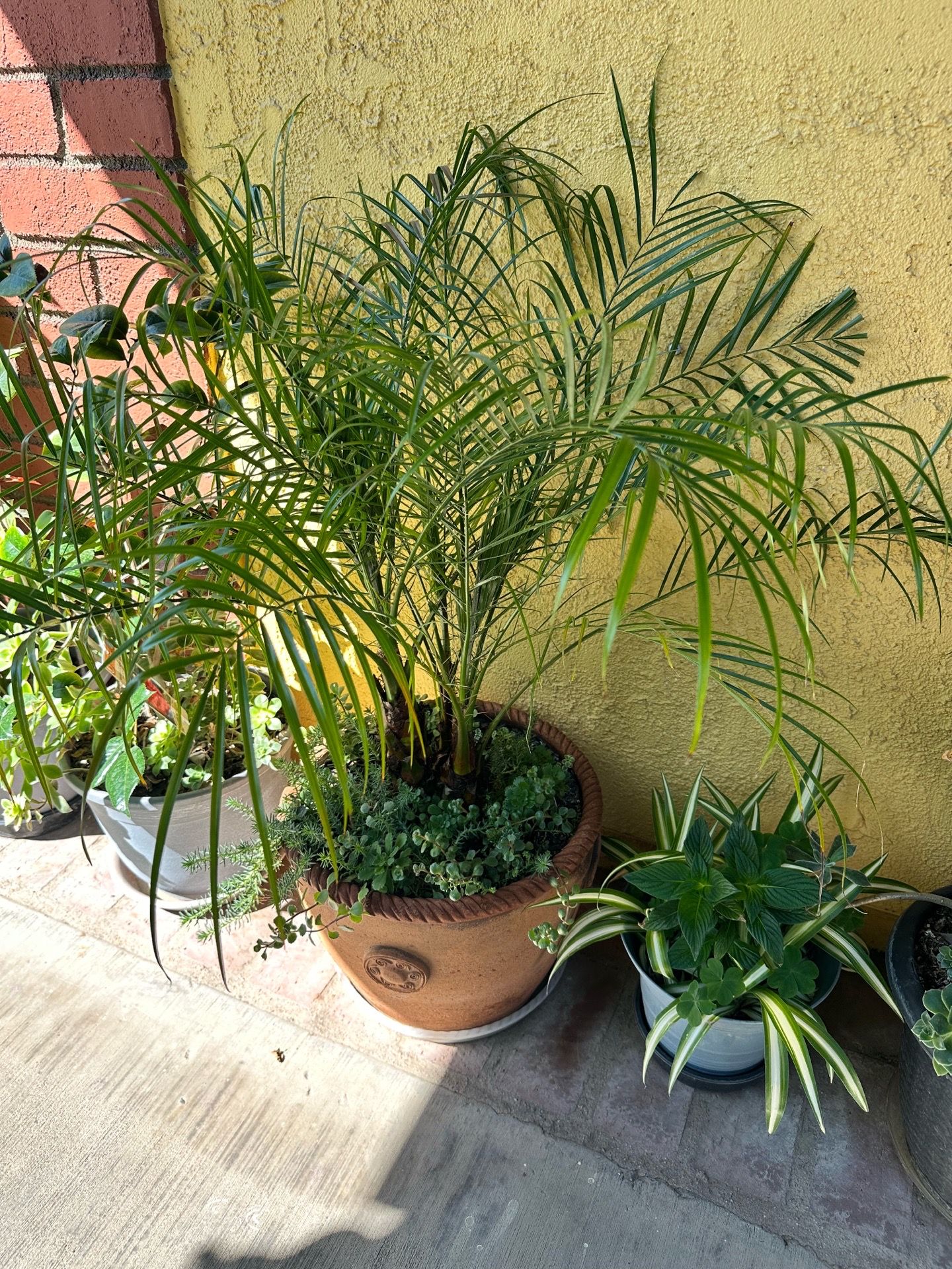 Potted plants #1