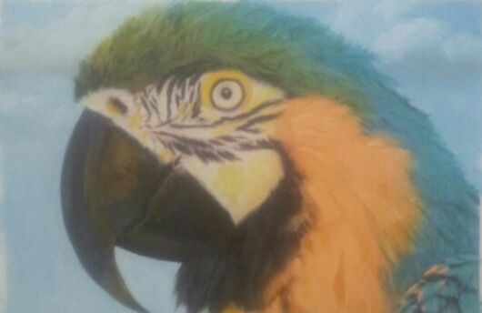 Macaw