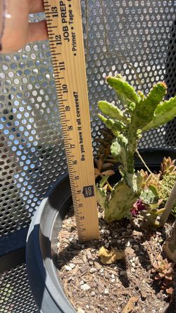 Healthy Home-Grown Variegated Prickly Pear Cactus (Joseph's Coat)