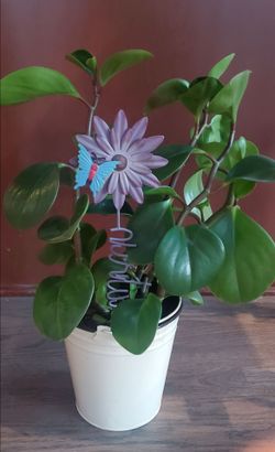 House plant