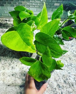 Pothos