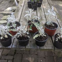 Dusty Miller Garden Plants