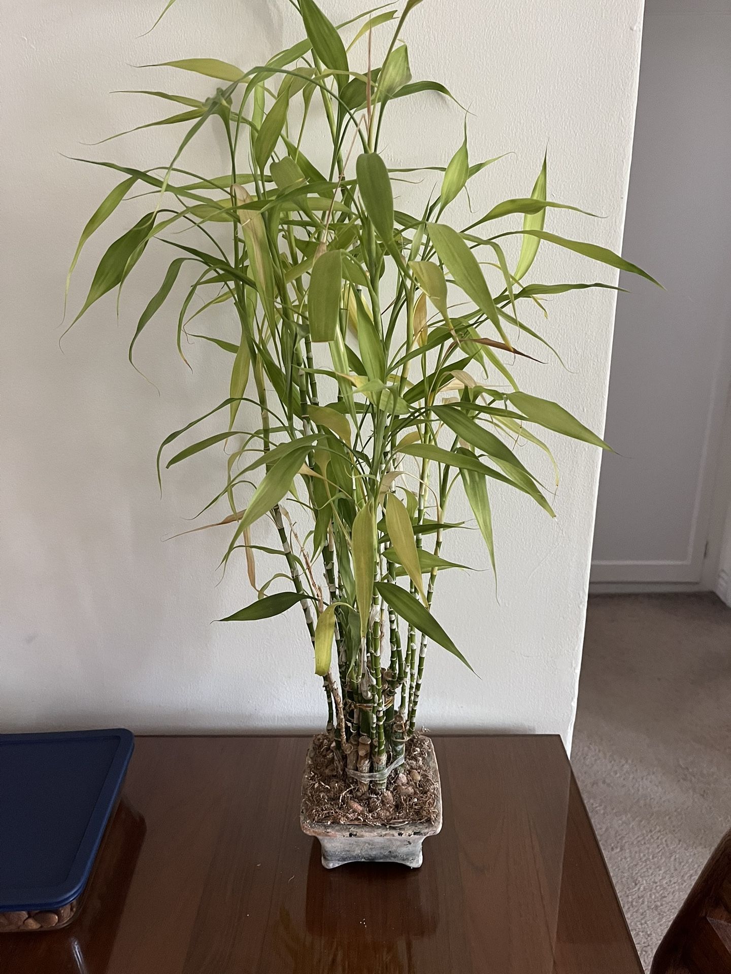 Bamboo Lucky Plant Tree