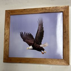Framed Eagle Photograph
