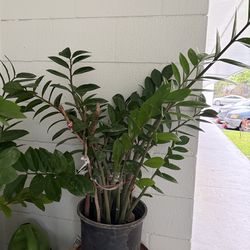ZZ lucky plants