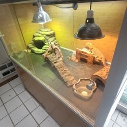 ​🔥 Complete Bearded Dragon Setup: Zen Habitat. 