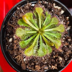 Sundew, Drosera Tokaiensis, Plant