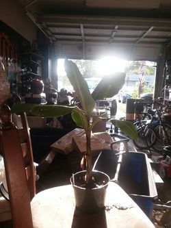 Double mahoi Cavendish banana plant