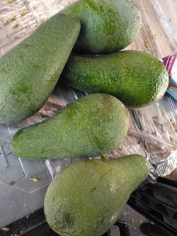 Aguacate S