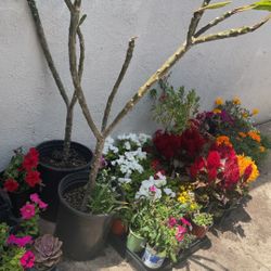Flowers And Plants SALE SAT   11 Th3610 Merrimac Ave 92117