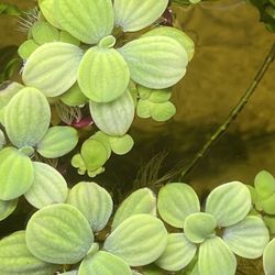 Floating Plant Value Pack 