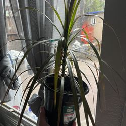 house plant 